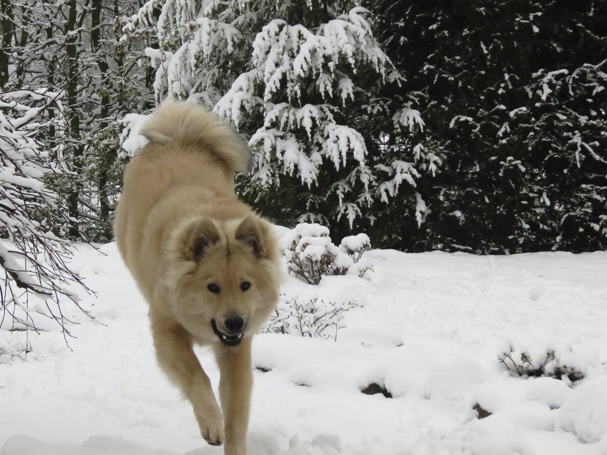 den Winter genie�en - der Hund hat Freude