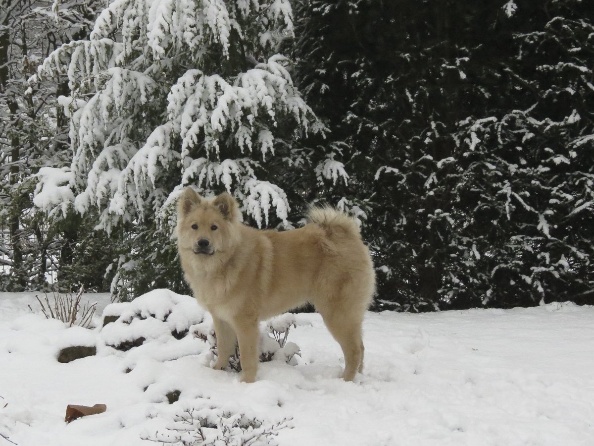 alte Gasheizung mit separater Warmwasserheizung